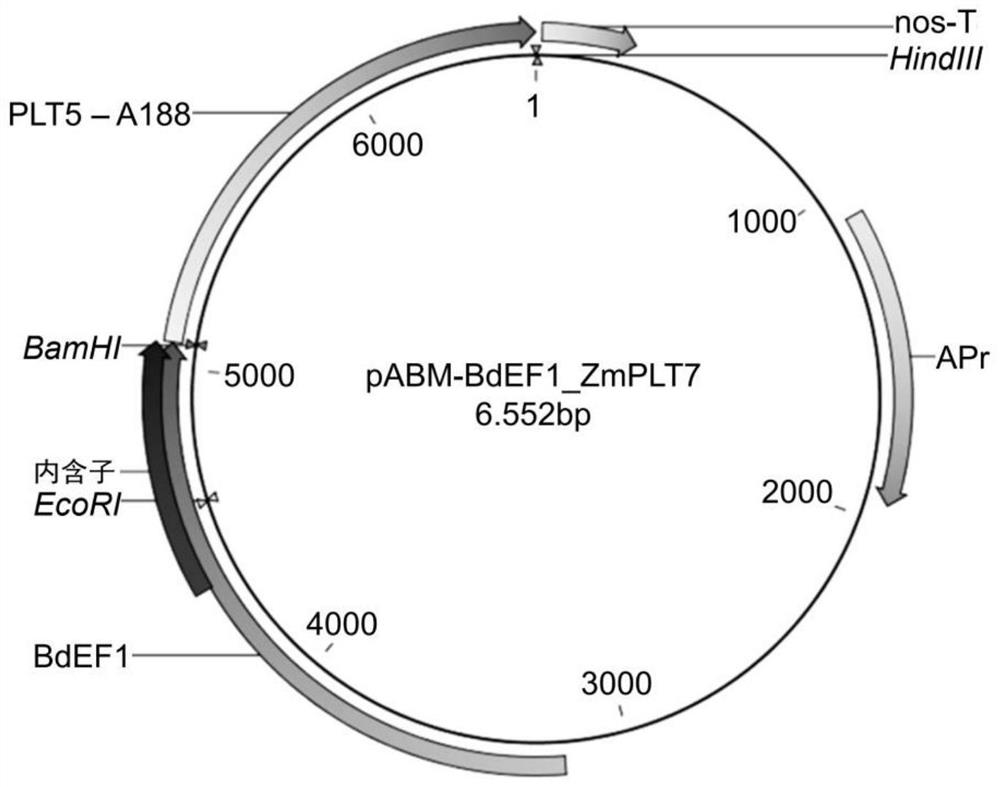 Methods for improving genome engineering and regeneration in plant ii