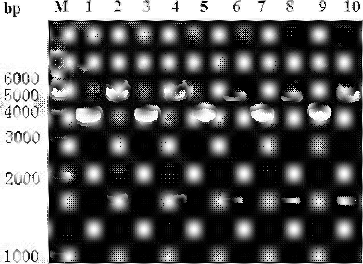 Clostridium difficile exotoxin B amino-terminal gene sequence with optimized codon and nucleic vaccine of clostridium difficile exotoxin B