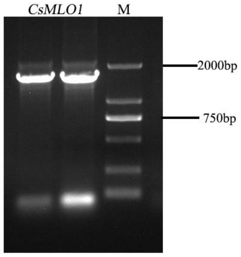 Cucumber csmlo1 gene and its silent expression vector construction method and application