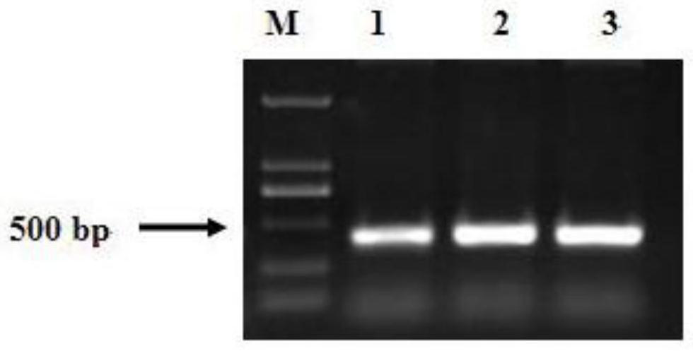 Cucumber csmlo1 gene and its silent expression vector construction method and application