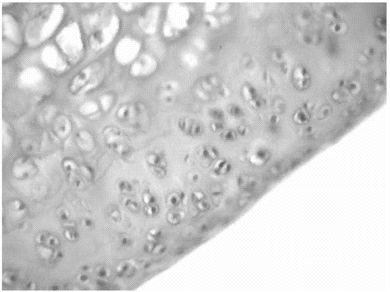 Aconite extract injection for treating osteoarthritis as well as preparation method and application of aconite extract injection