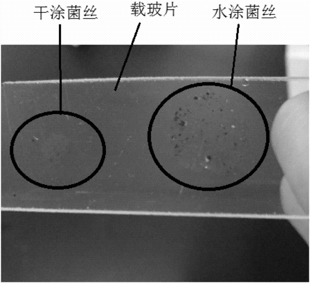 Rapid and convenient sheet preparing method of compact filamentous bacteria