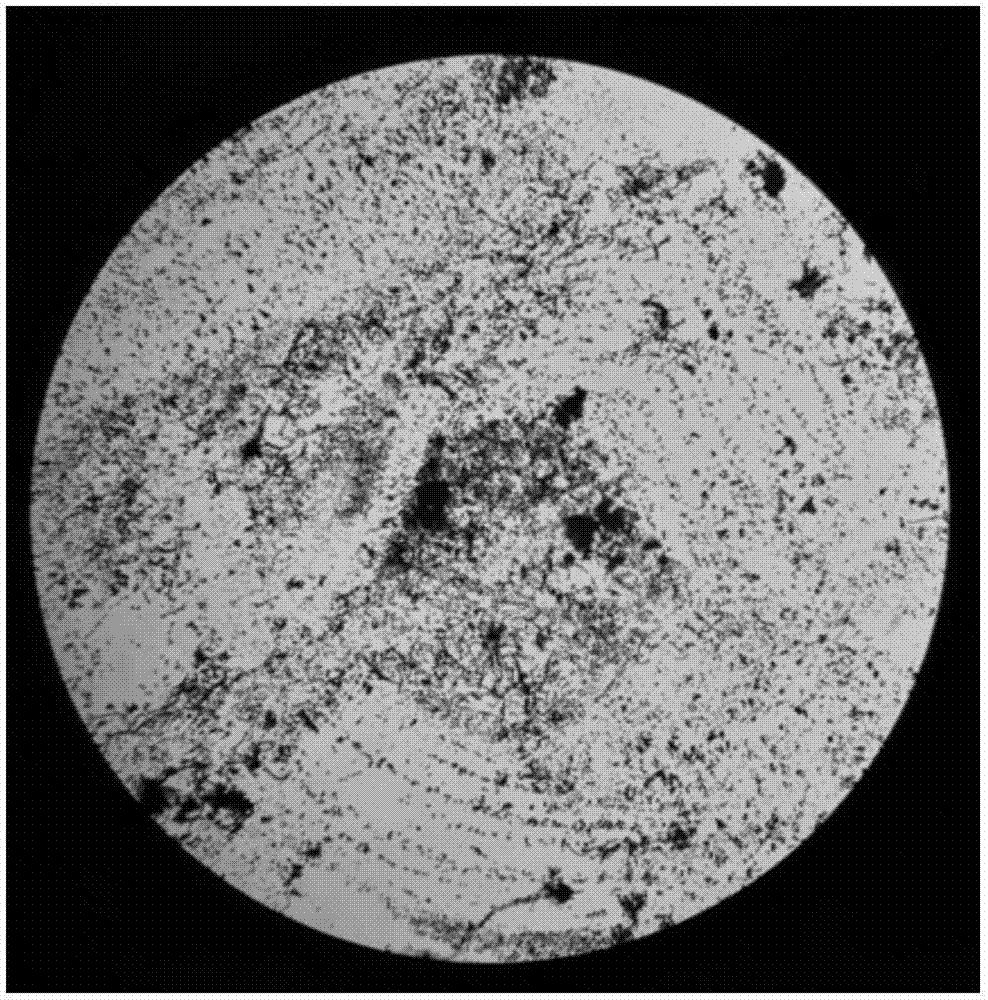 Rapid and convenient sheet preparing method of compact filamentous bacteria