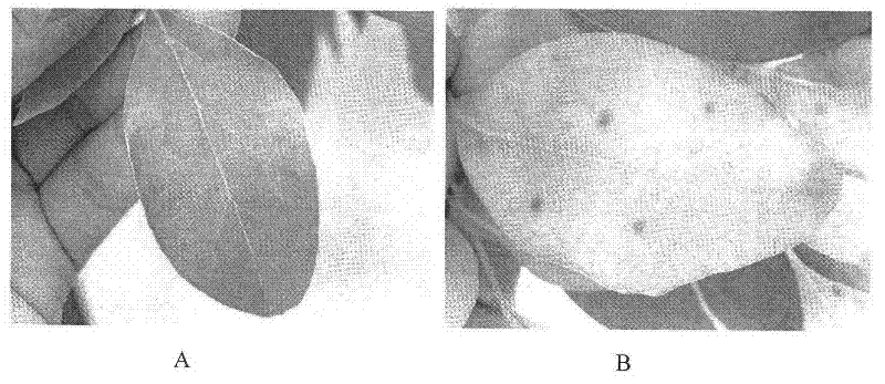 Method for preventing and treating chlorosis of camphor tree and nutrient solution used by same