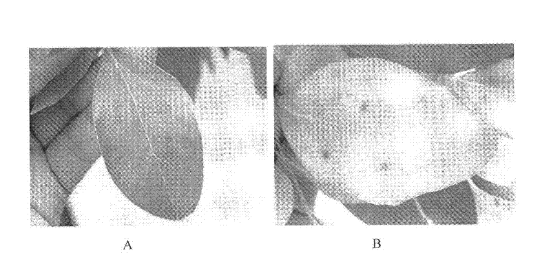 Method for preventing and treating chlorosis of camphor tree and nutrient solution used by same