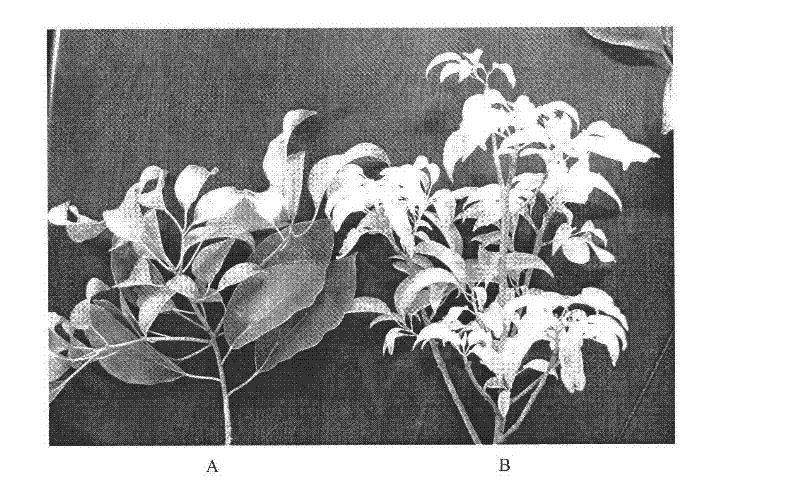 Method for preventing and treating chlorosis of camphor tree and nutrient solution used by same