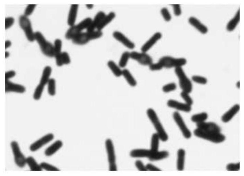 Boron-resistant lysinibacillus sp. with bacteriostatic ability and application of boron-resistant lysinibacillus sp.