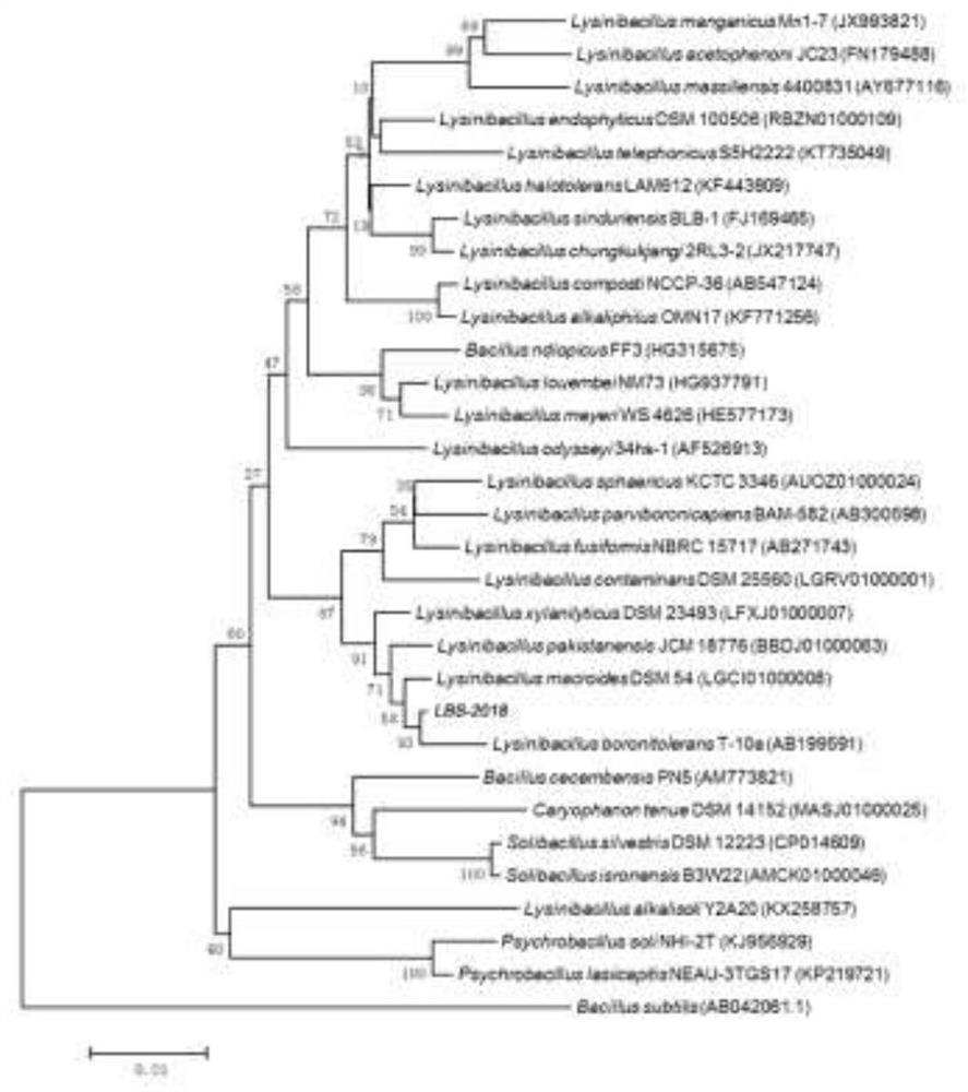 Boron-resistant lysinibacillus sp. with bacteriostatic ability and application of boron-resistant lysinibacillus sp.