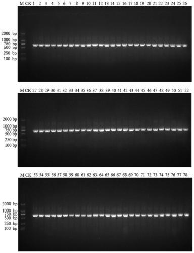 A general dna extraction method and kit for molecular identification of animal traditional Chinese medicine