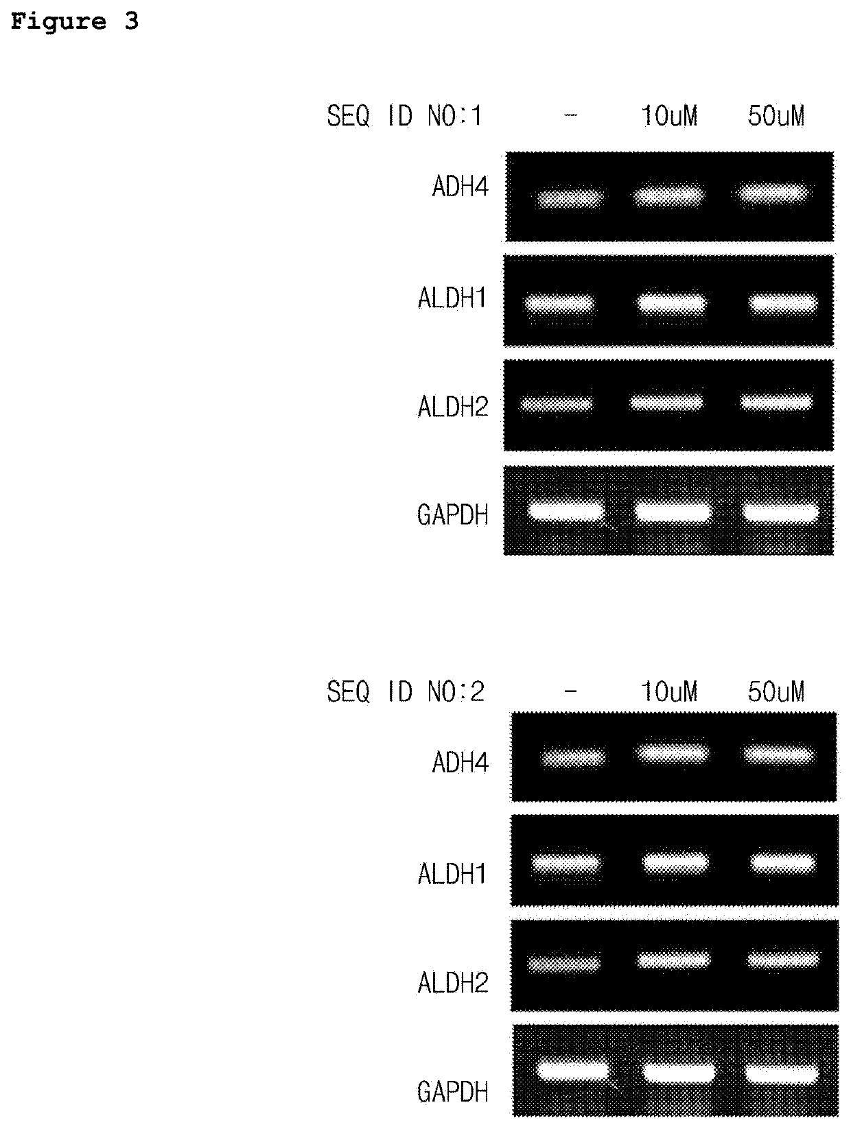 Hangover alleviating composition containing conjugate of sesamol and peptide as active ingredient