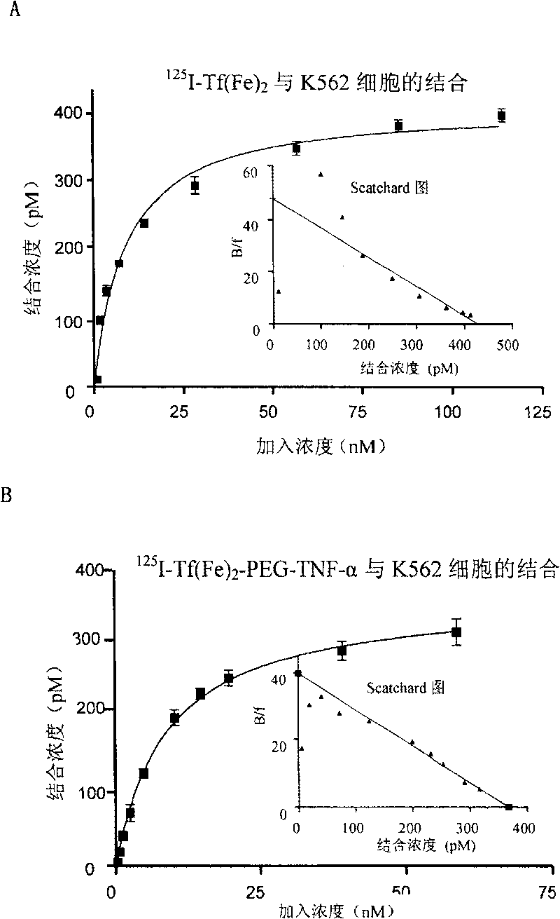 Transferrin-polyethylene glycol medicine molecular compound, and used of medicine prepared by the same