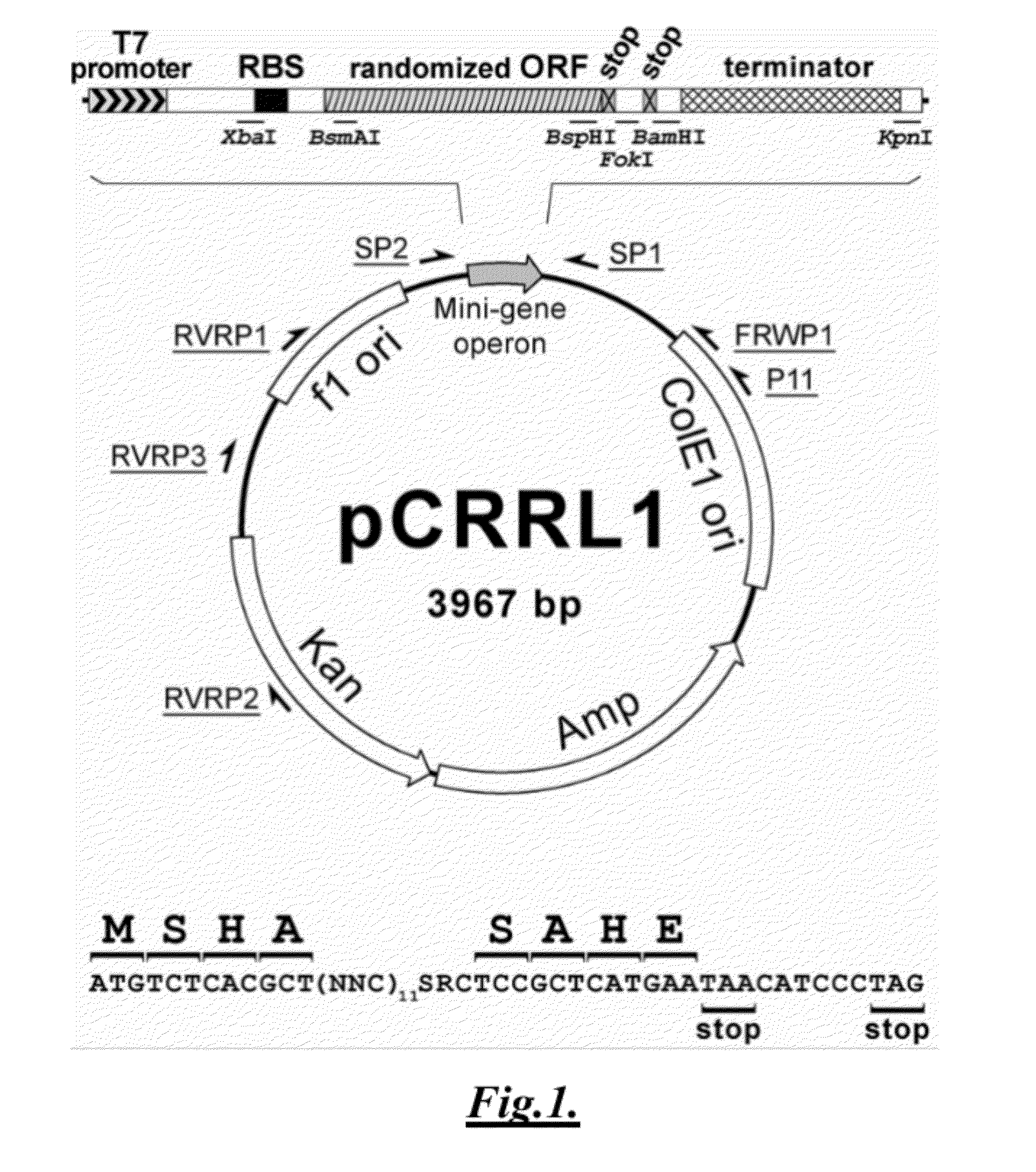 Functional biomolecules and methods