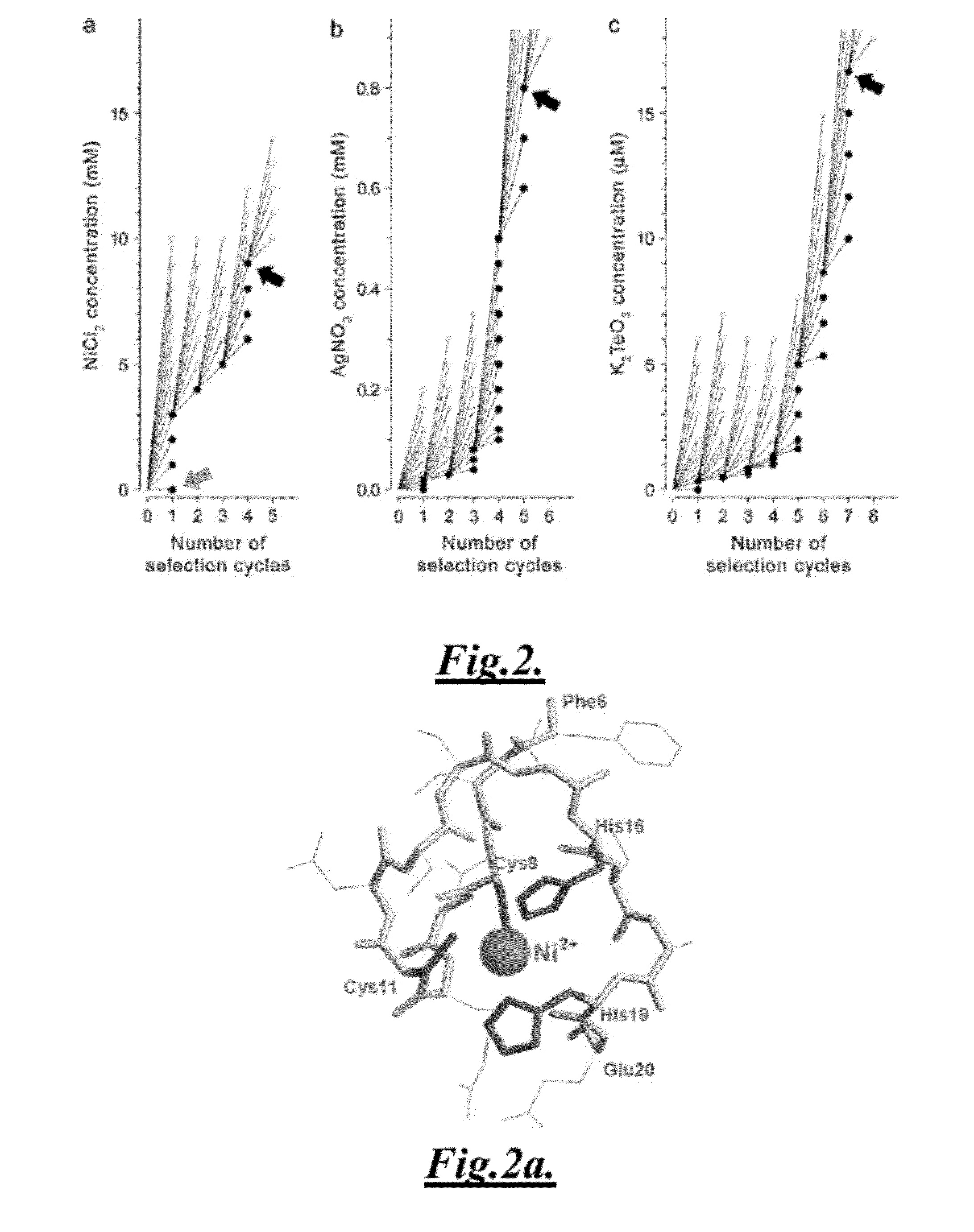 Functional biomolecules and methods