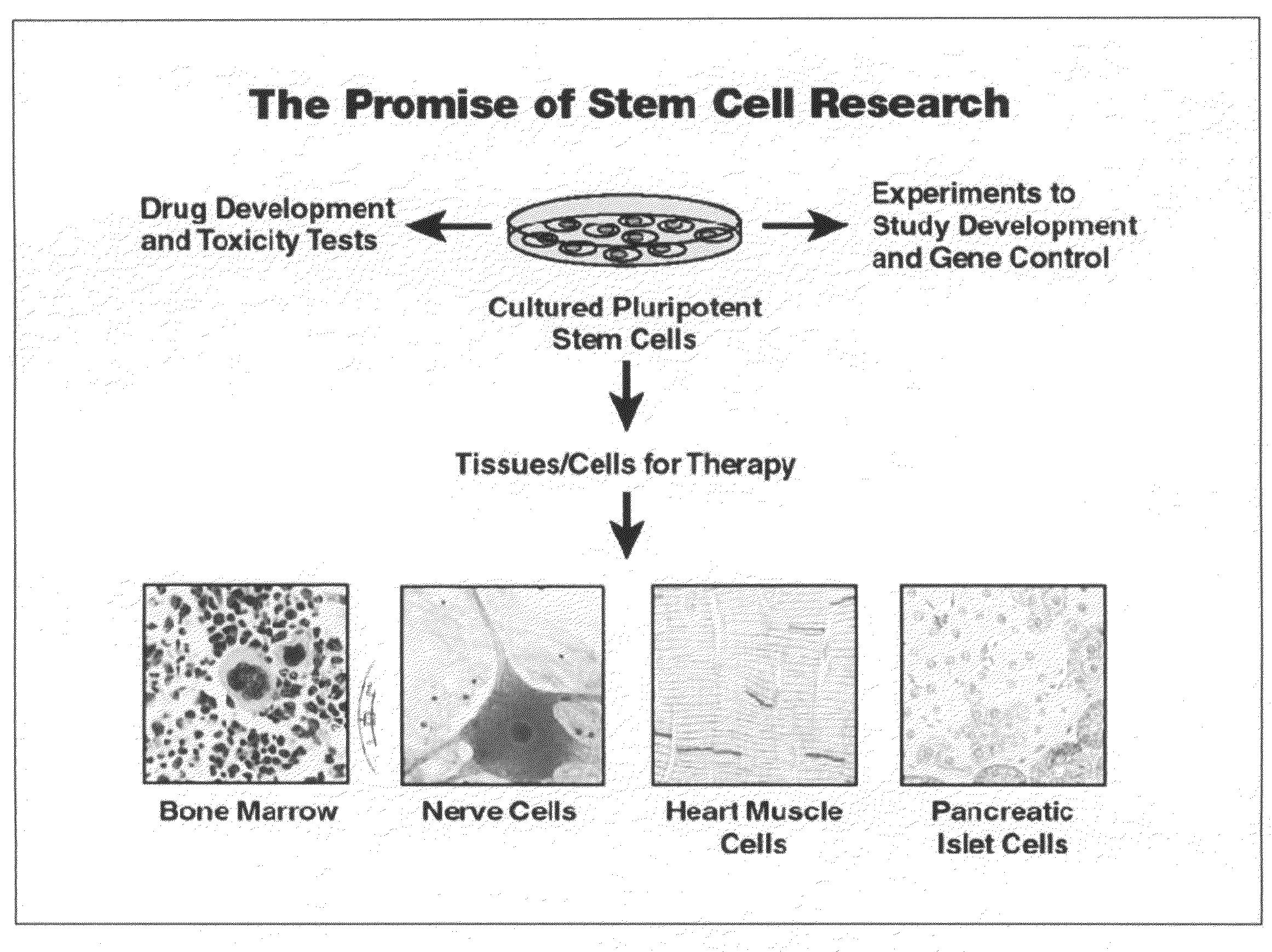 Adult stem cells, molecular signatures, and applications in the evaluation, diagnosis, and therapy of mammalian conditions