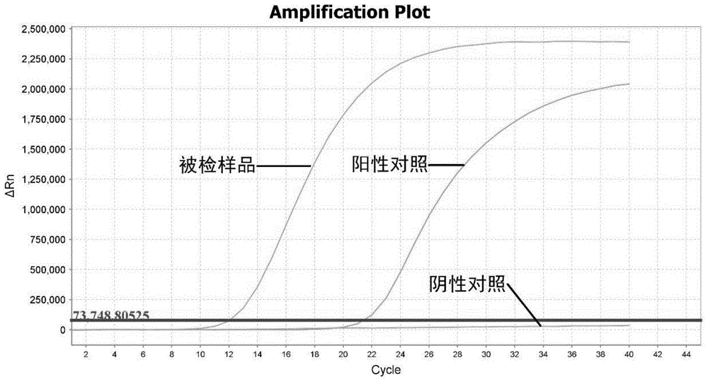 Fluorescence RT-PCR primer, probe and kit for detecting Schmallenberg viruses