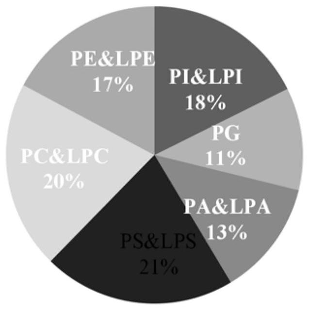 Detection method and application for high-abundance and low-abundance class phospholipid compounds in cells