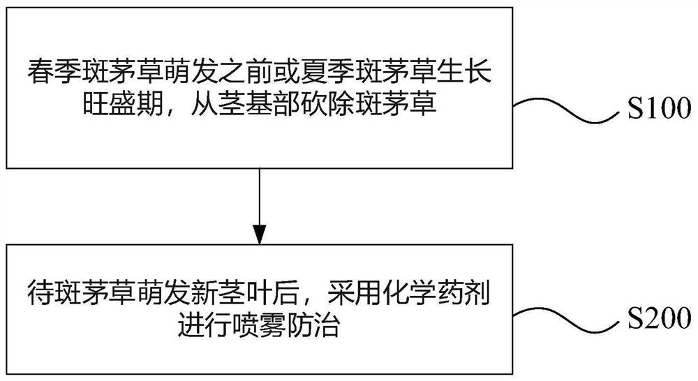 Method for removing and treating perennial intractable weed saccharum arundinaceum