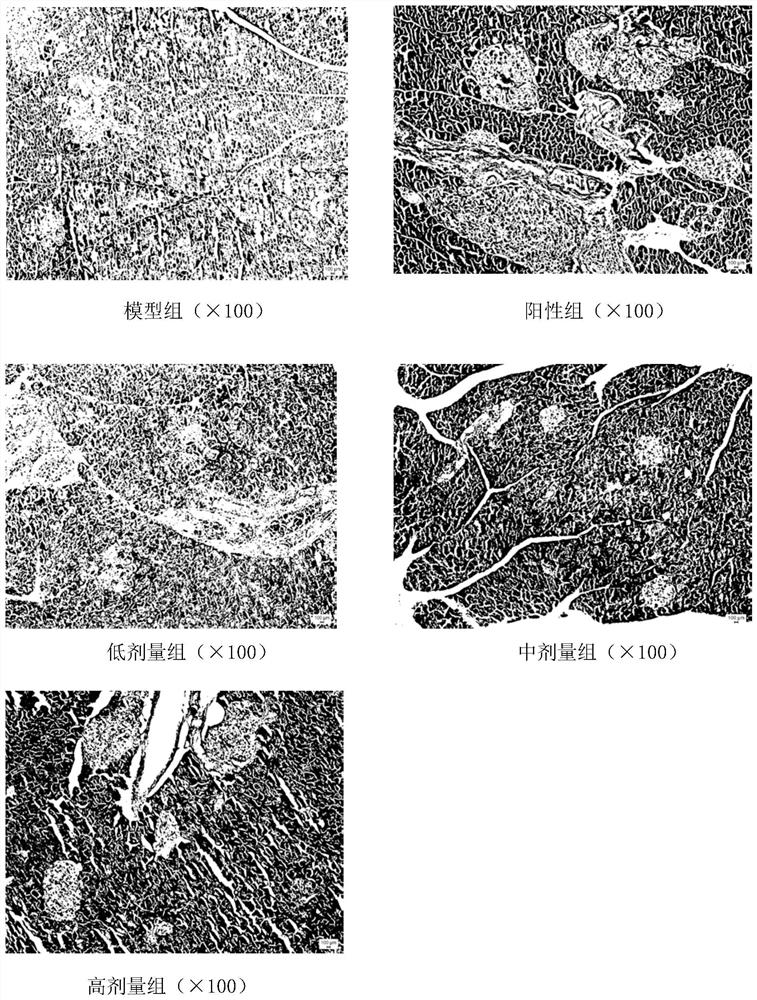 Experimental method for reducing blood sugar of BKS-DB diabetic mouse by using rhizoma polygonati solid beverage