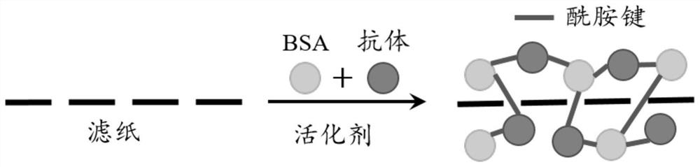 A paper-based enzyme-linked immunosorbent assay based on covalent bonding to immobilize capture antibodies