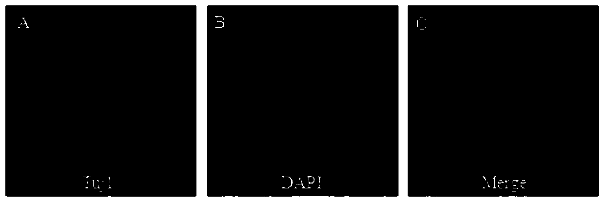 Method for inducing neural stem cells in vitro to directionally differentiate into neurons