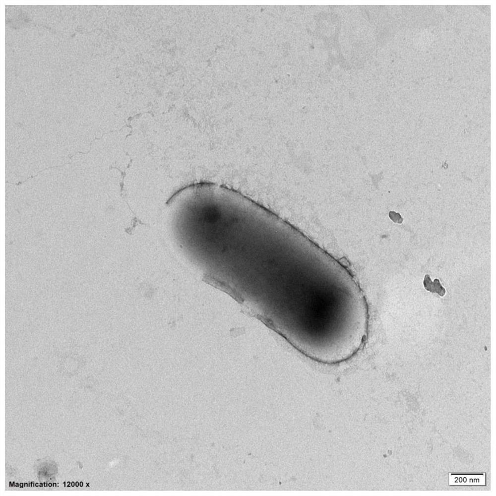 Mycolicibacteriumneworleansense WCJ and application thereof in degradation of organic pollutants