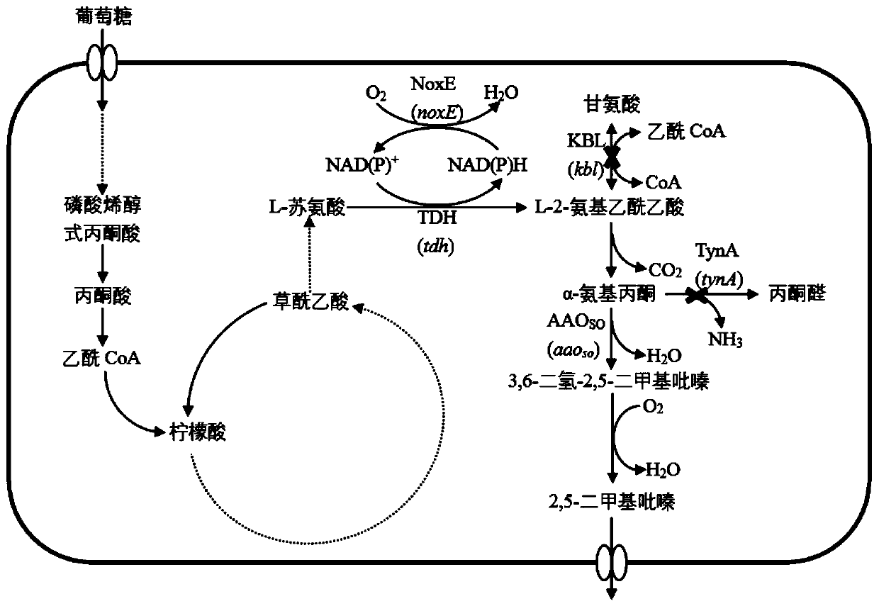 Escherichia coli recombinant bacteria capable of high-producing 2, 5-dimethylpyrazine and construction method of escherichia coli recombinant bacteria