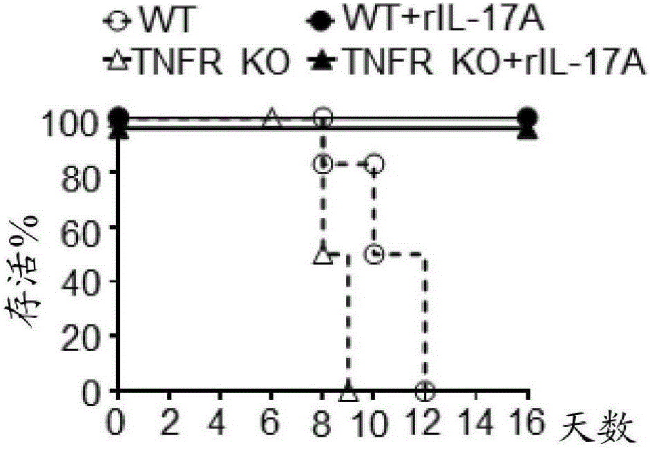 Vaccines with interleukin-17 as an adjuvant