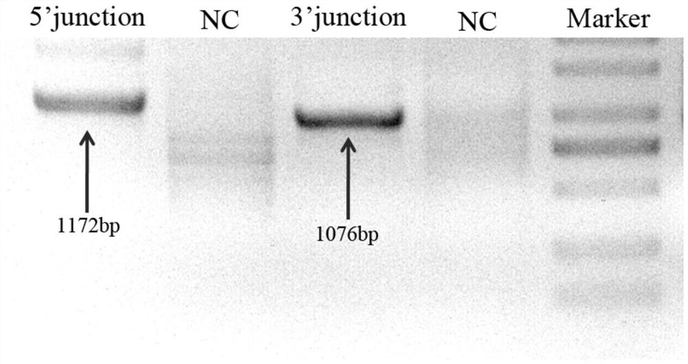 A method for sex identification of mammalian embryos