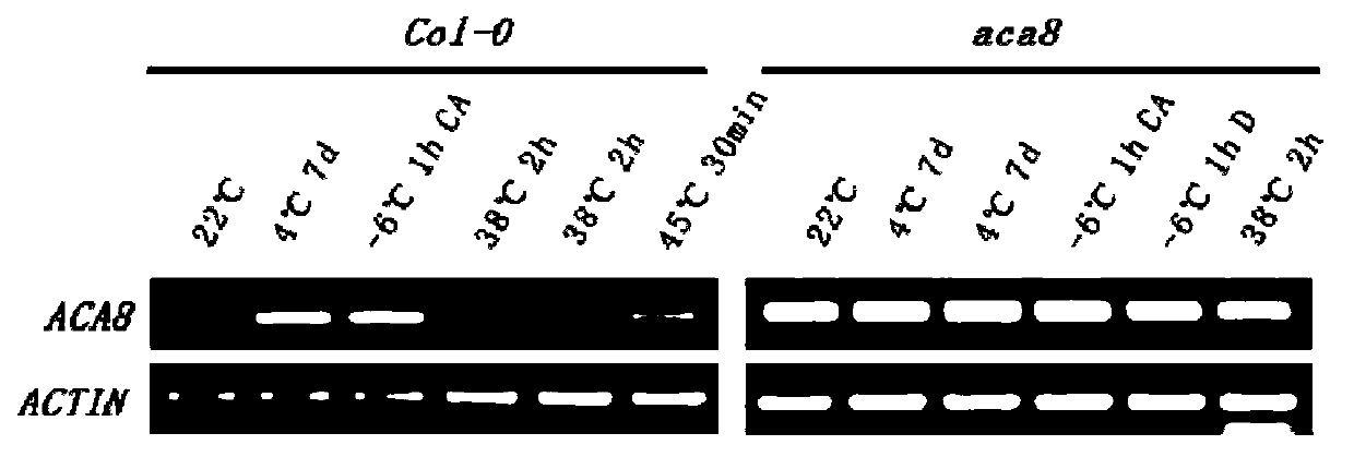 Application of Arabidopsis thaliana At-ACA8 gene in plant stress tolerance and regulation of plant growth and development