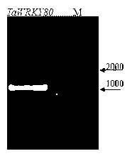 Wheat salt-tolerant and drought-resistant gene TaWRKY80 and application thereof