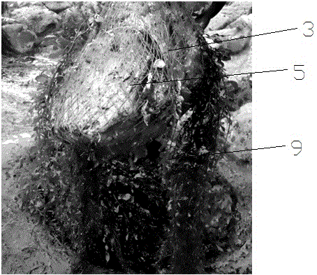 Method for repairing intertidal sargasso field