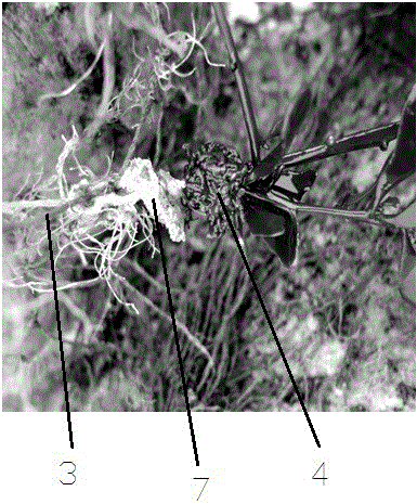 Method for repairing intertidal sargasso field