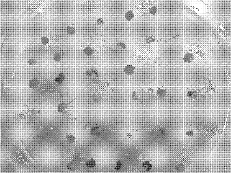 Method for inducing callus of lycoris radiate by using flower stalks