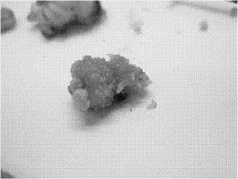 Method for inducing callus of lycoris radiate by using flower stalks