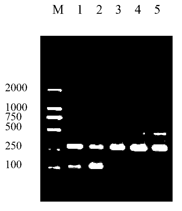 Eukaryotic expression method of molt-inhibiting hormone-1 gene of mitten crab