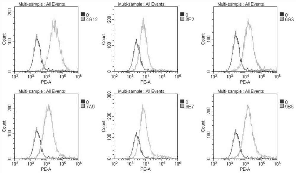 A bispecific chimeric antigen receptor molecule and its application in tumor therapy