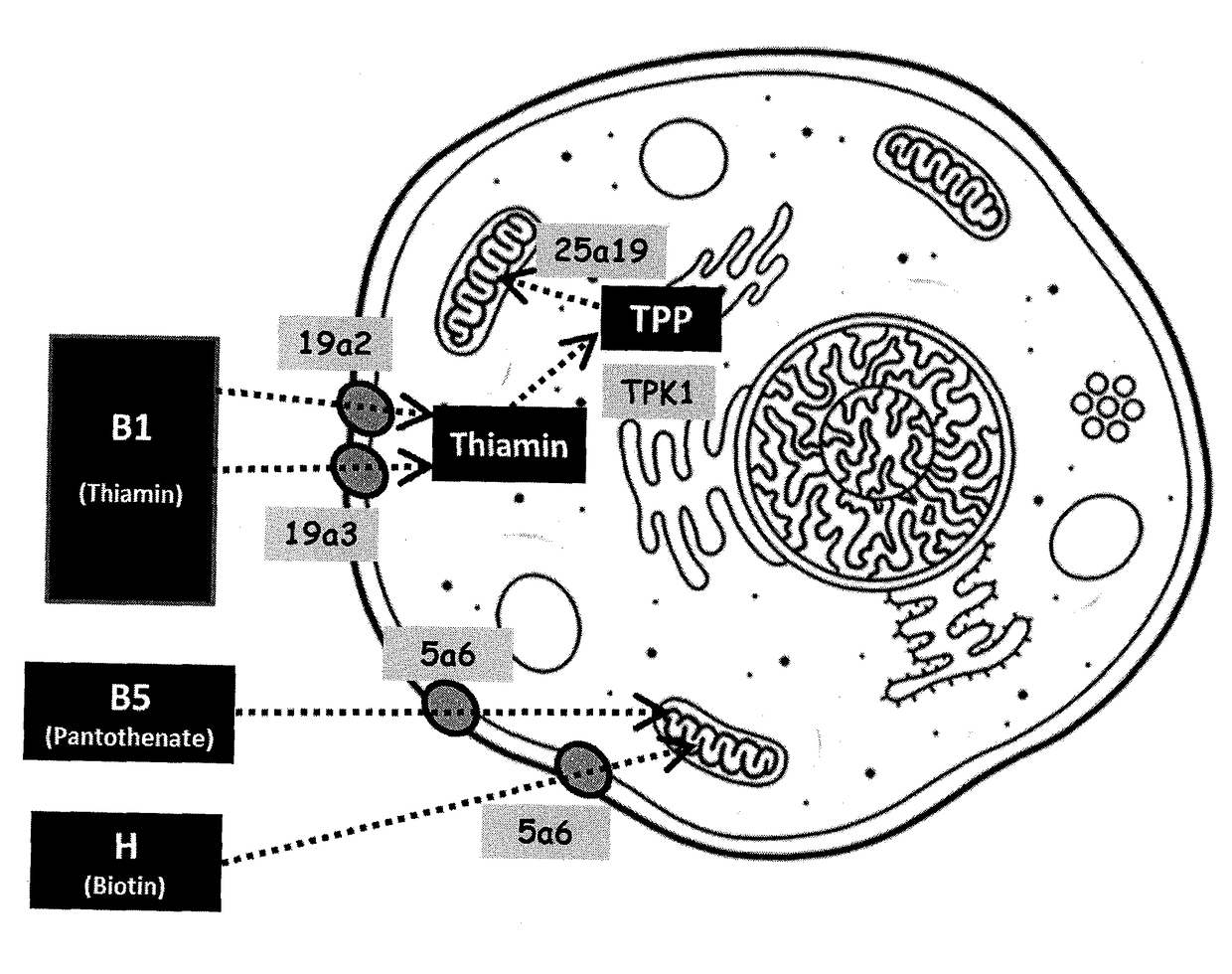 Use of vitamins and vitamin metabolic genes and proteins for recombinant protein production in mammalian cells