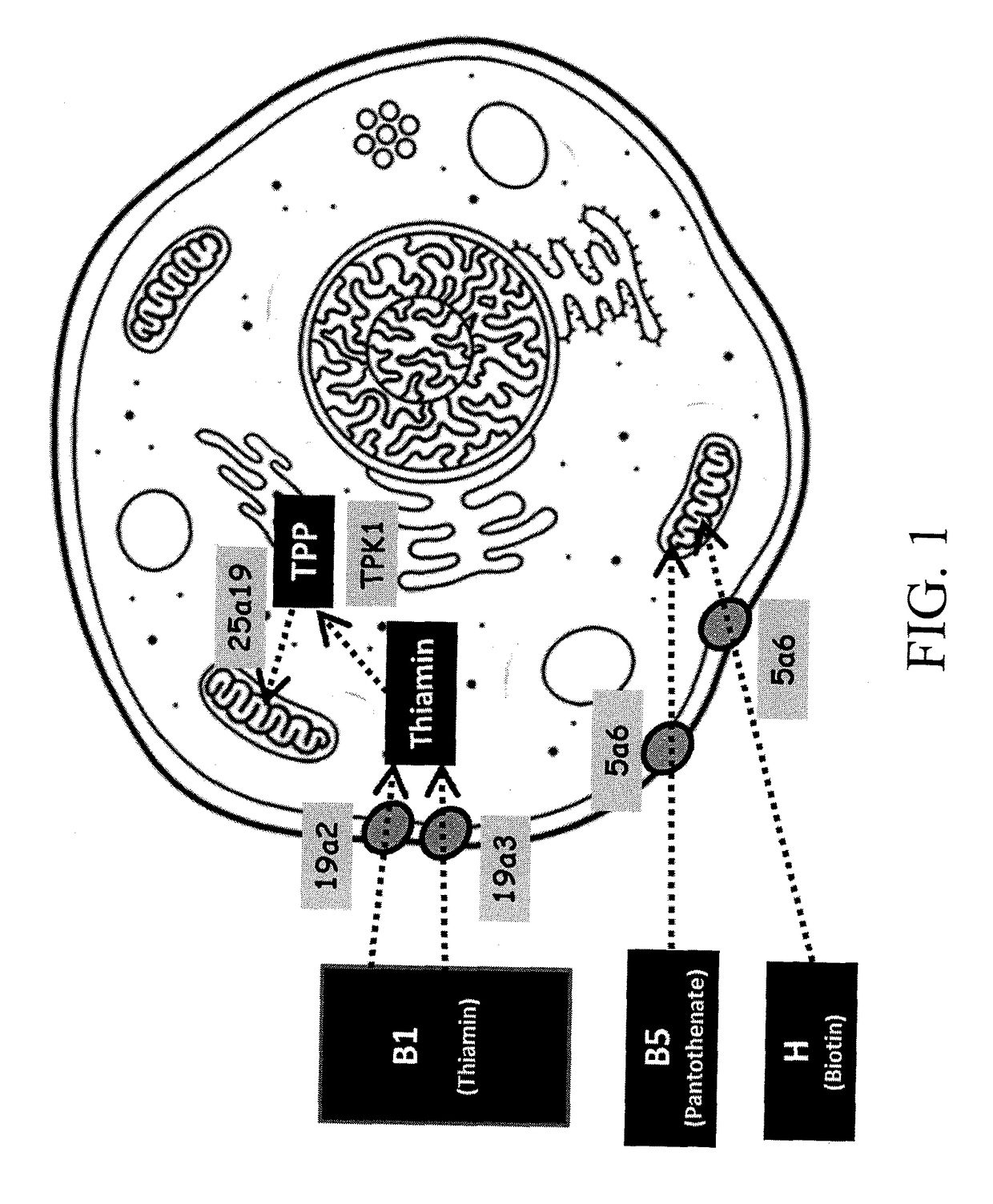 Use of vitamins and vitamin metabolic genes and proteins for recombinant protein production in mammalian cells