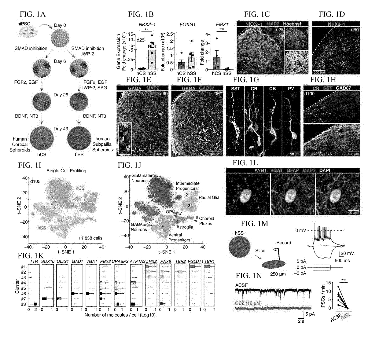 Assembly of functionally integrated human forebrain spheroids and methods of use thereof