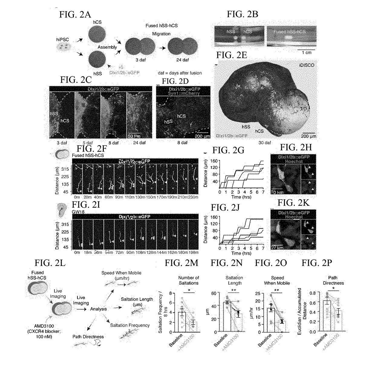 Assembly of functionally integrated human forebrain spheroids and methods of use thereof