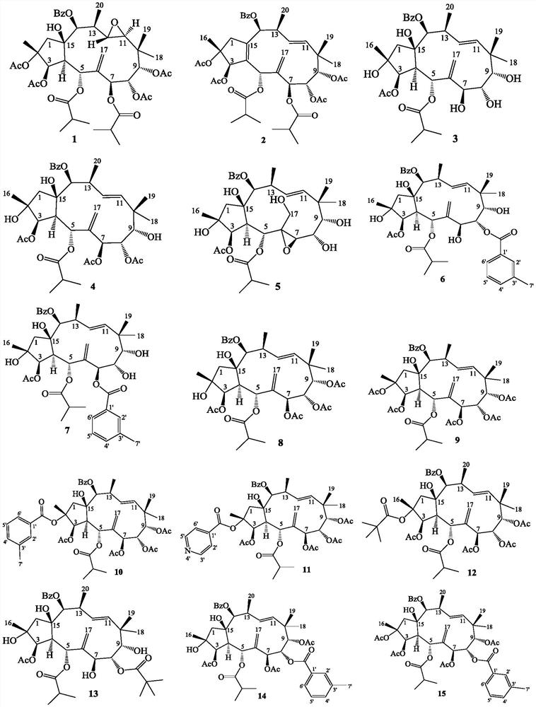 Jatrophane type diterpene derivative as well as preparation method and application thereof