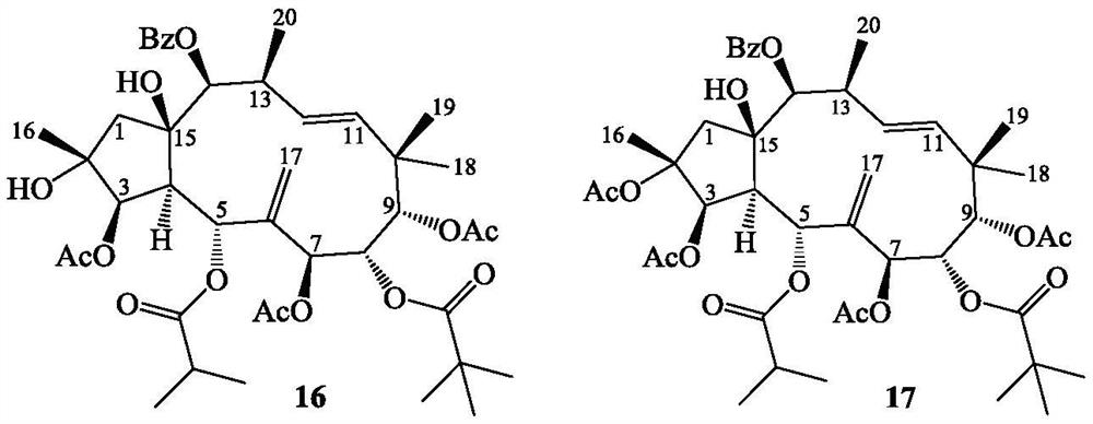 Jatrophane type diterpene derivative as well as preparation method and application thereof