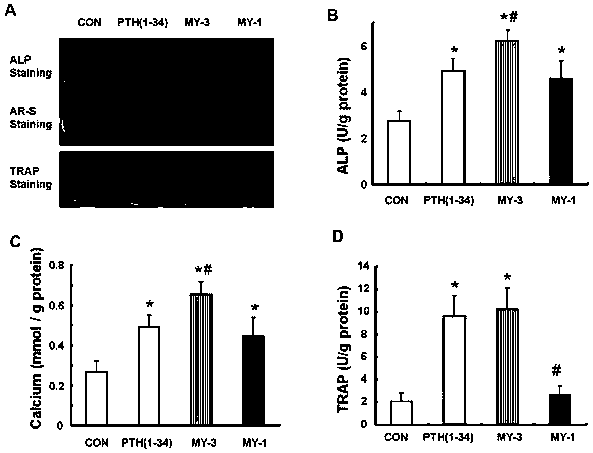 Novel parathyroid hormone (PTH) mimetic peptide based on protein domain reconstruction, and application of novel PTH mimetic peptide