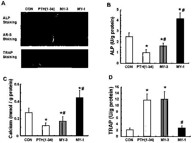 Novel parathyroid hormone (PTH) mimetic peptide based on protein domain reconstruction, and application of novel PTH mimetic peptide