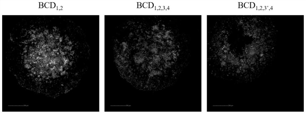 A kind of nucleic acid-drug-loaded nanomaterial that increases tumor permeability in response to vegf and its preparation method and application