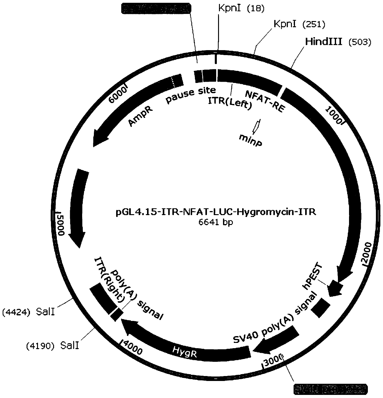 A novel method for detecting biological activity of T cell immunomodulator