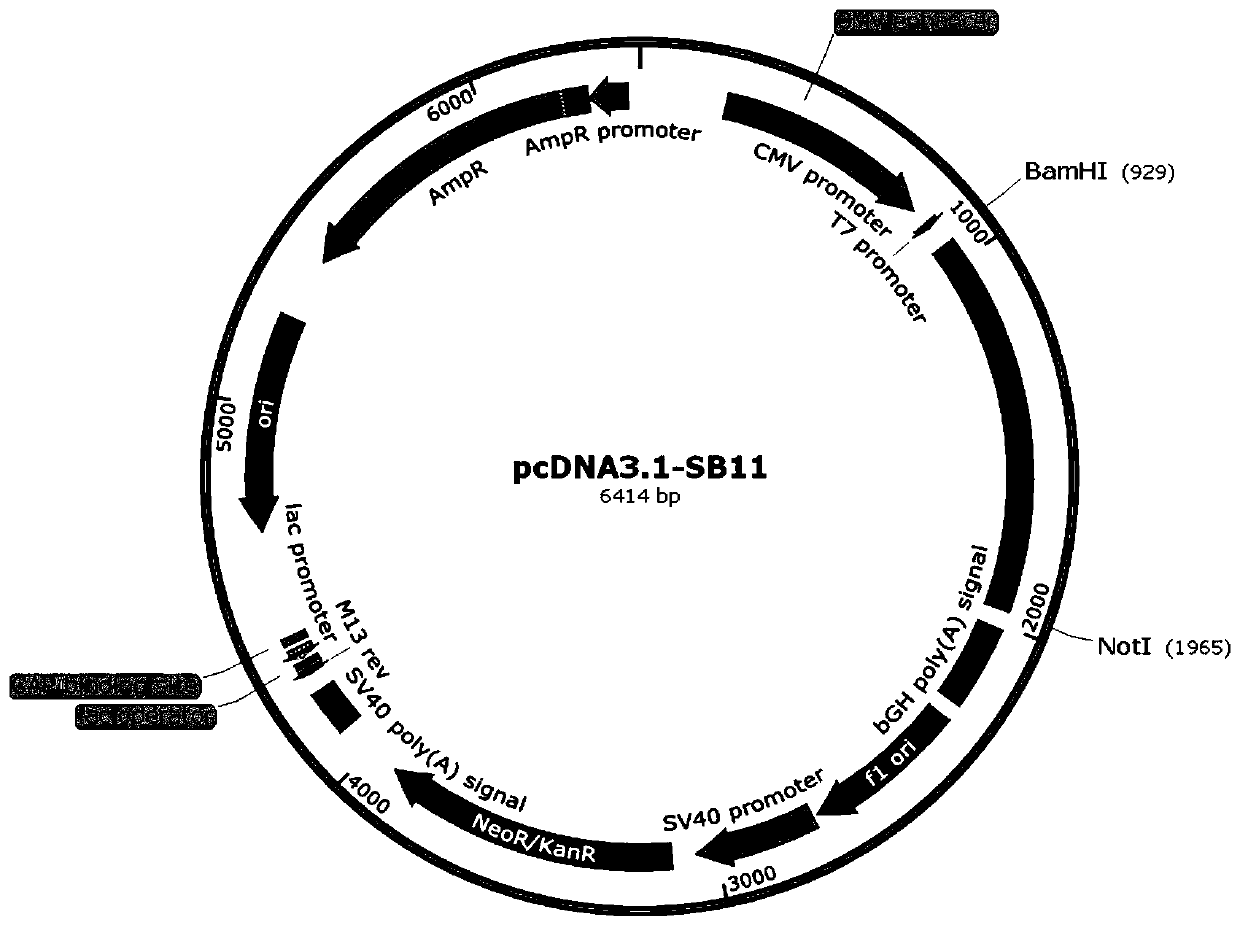 A novel method for detecting biological activity of T cell immunomodulator