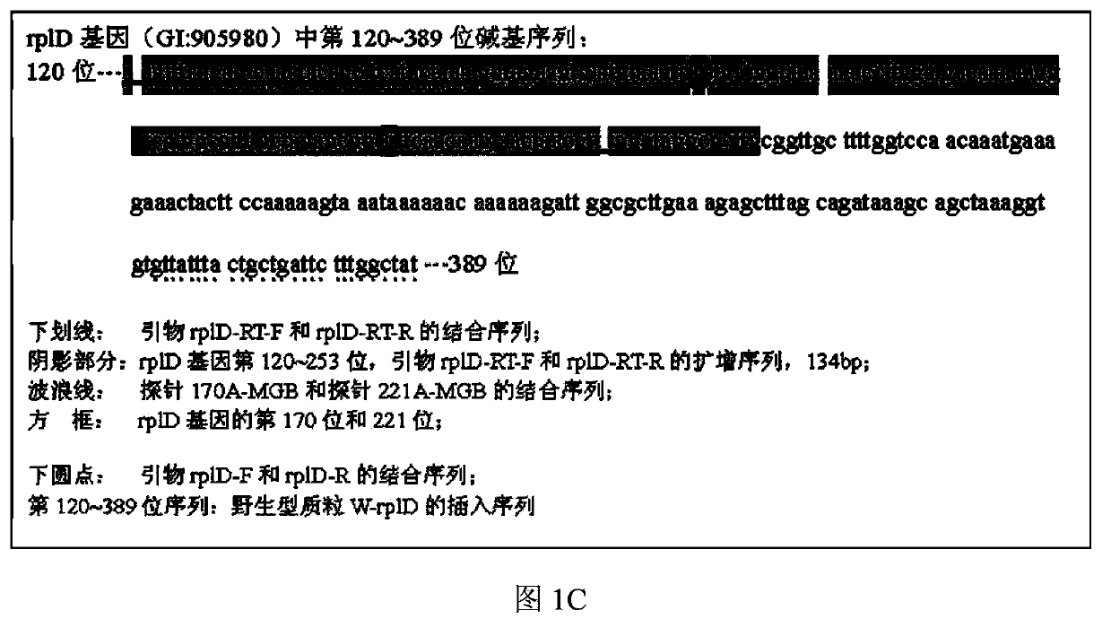 Multiple real-time fluorescent PCR method for identifying the drug-resistant mutation of macrolides and for identifying Campylobacter jejuni