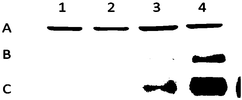 Mesothelin detection cell quality control piece