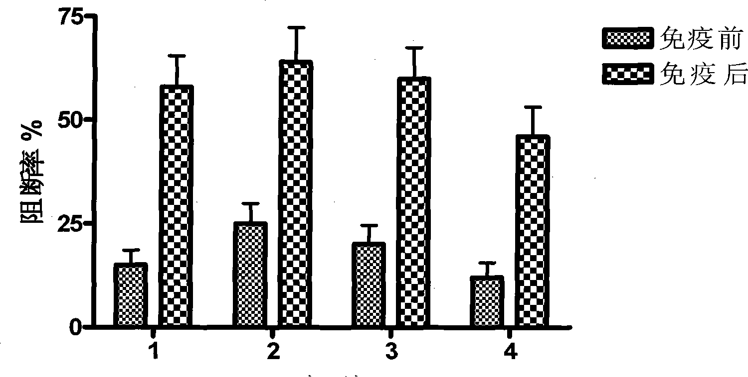 Swine fever synthesized peptide vaccine and preparation method thereof
